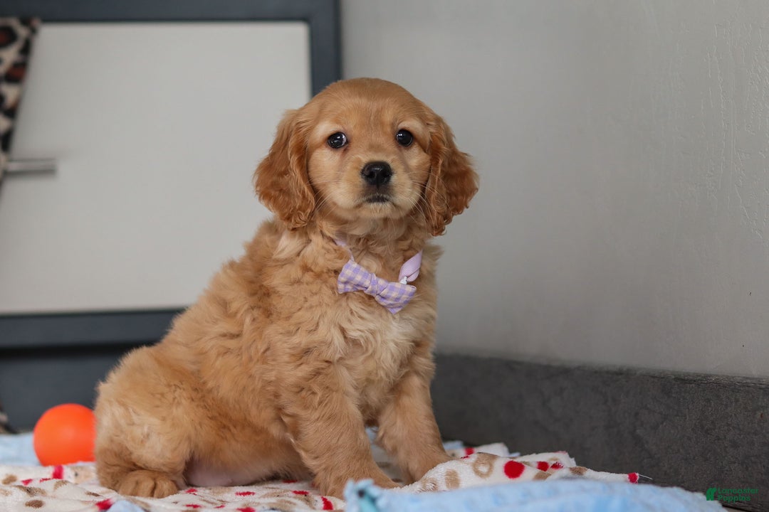 Miniature Golden Retriever dogs for sale: Olivia - Ad 2