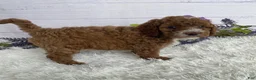 Miniature Poodle dogs for sale: Tasha - Ad 3