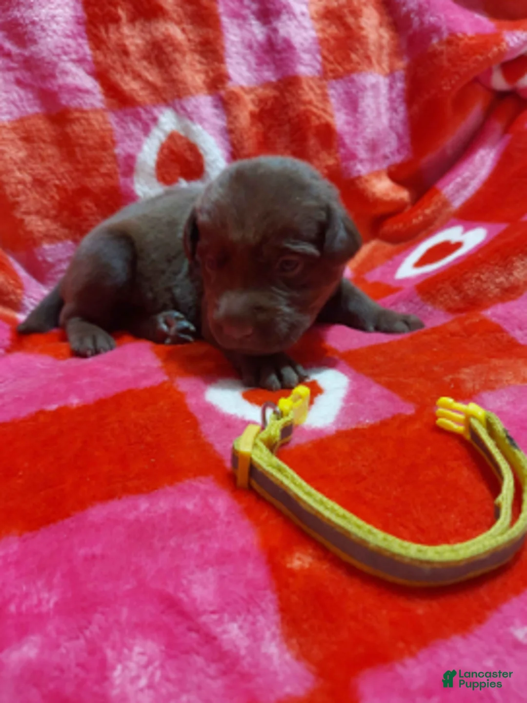 Labrador Retriever dogs for sale: Almond Joy - Ad 2