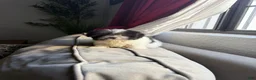 Shihpoo dogs for sale: Theo — The Sweet Little Cuddle Bug - Ad 15