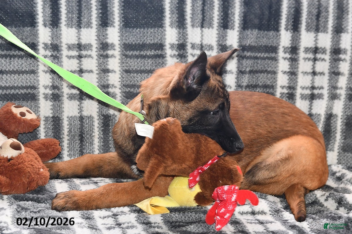Belgian Malinois dogs Bruno - Ad 2