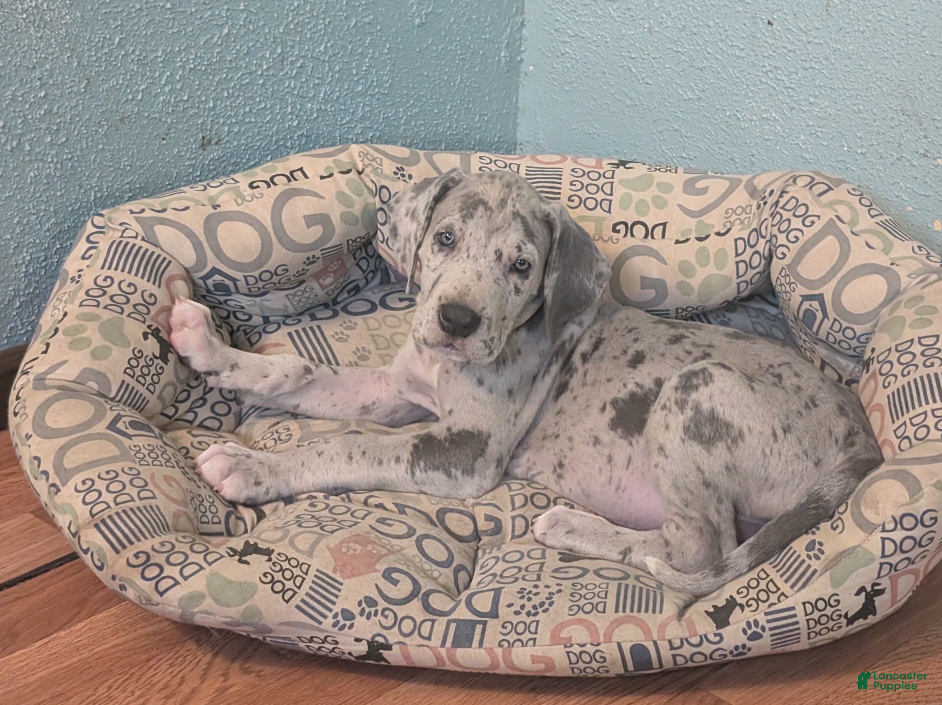 Great Dane Puppies for sale in Commodore, Pennsylvania Lancaster