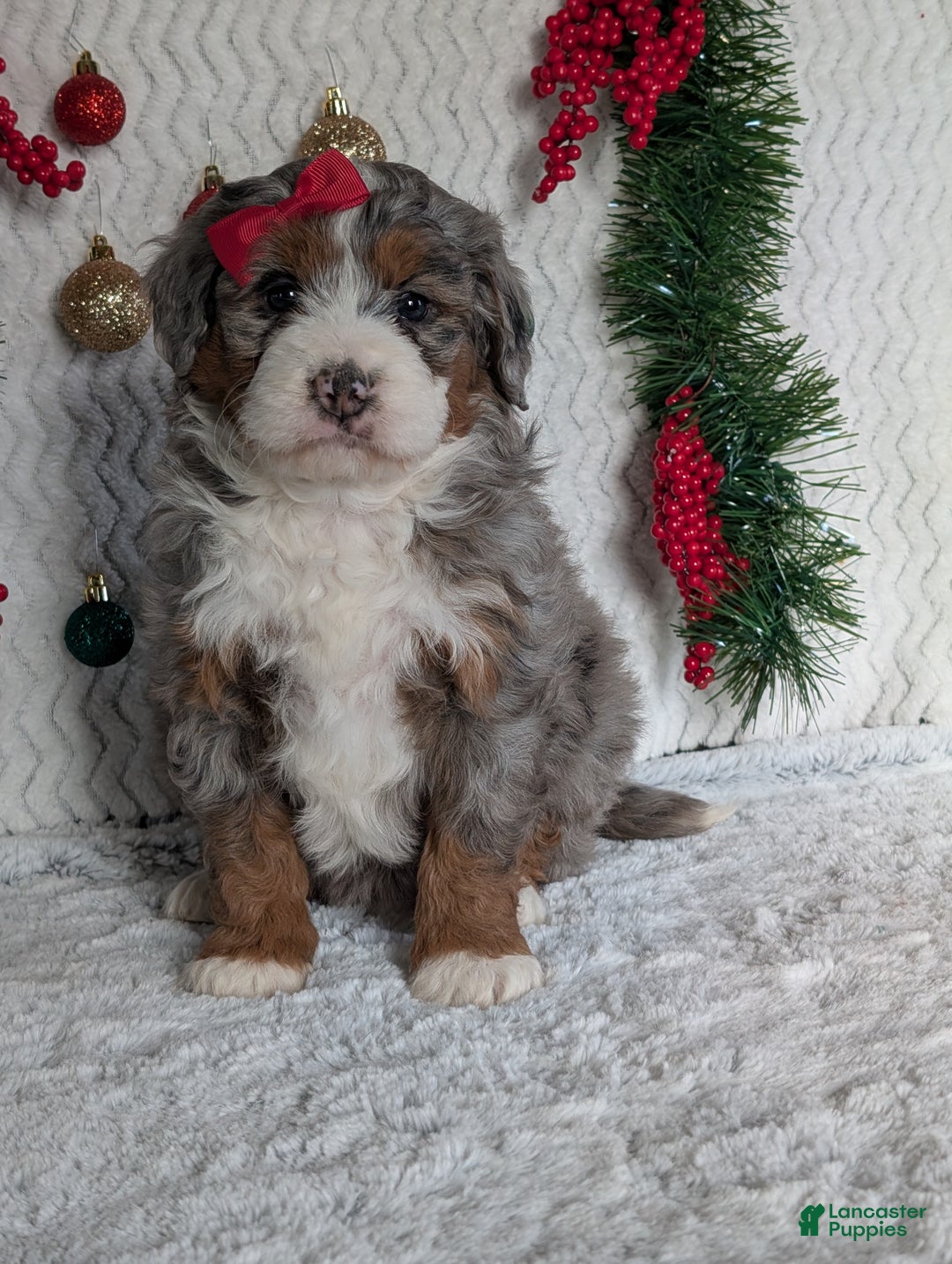 Mini Bernedoodle dogs for sale: Mini Opal  - Ad 10