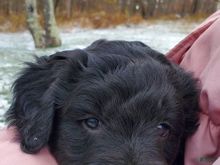 Mixed Breed dogs - Ad 27