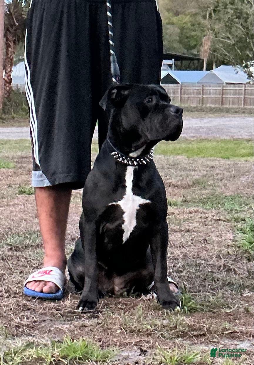 American Bully dogs American Bully Puppy 1 - Ad 1