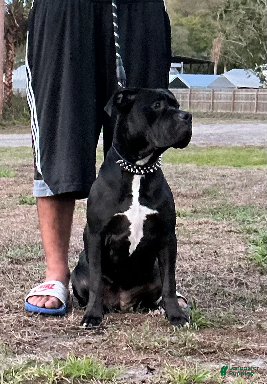 American Bully dogs for sale: American Bully Puppy 1 - Ad 1