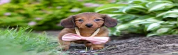Miniature Dachshund dogs for sale: Allie - Ad 10