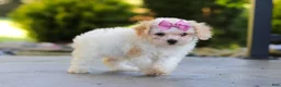 Cavapoo dogs for sale: Maisie - Ad 4