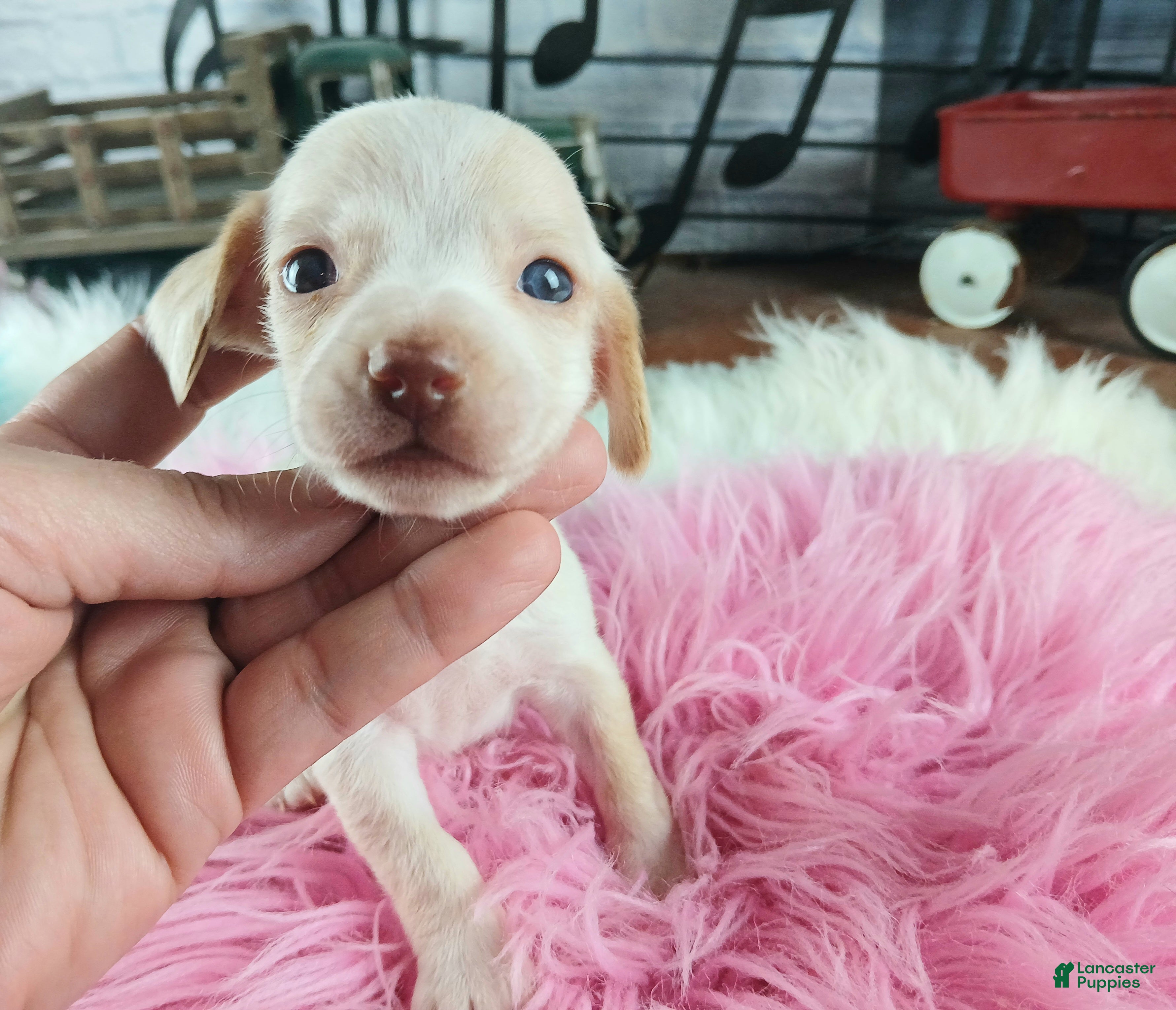 Dachshund dogs Nationwide delivery. Cream twin girl choc nose - Ad 3