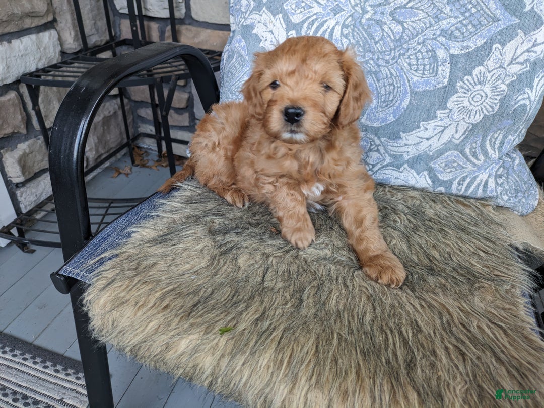 Mini Goldendoodle dogs for sale: Mini Goldendoodle Puppy 1 - Ad 1
