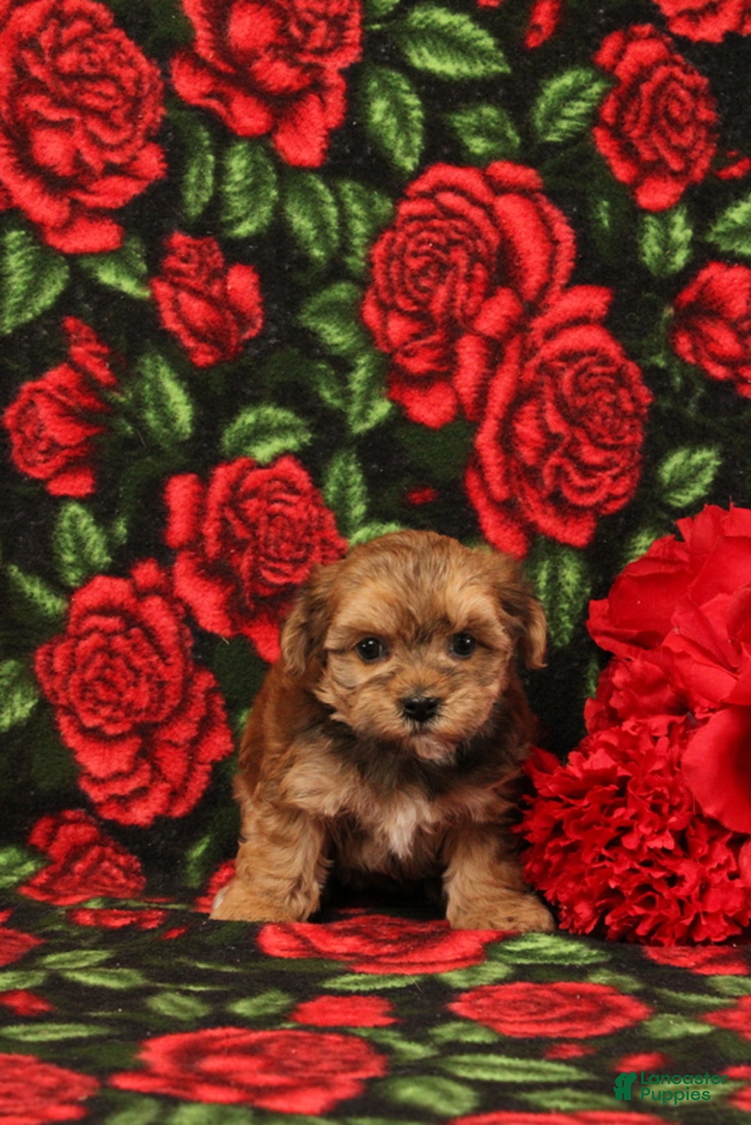 Maltipoo dogs for sale: Hellana - Ad 4