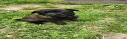 Belgian Malinois dogs for sale: Maverick (Gray) - Ad 3