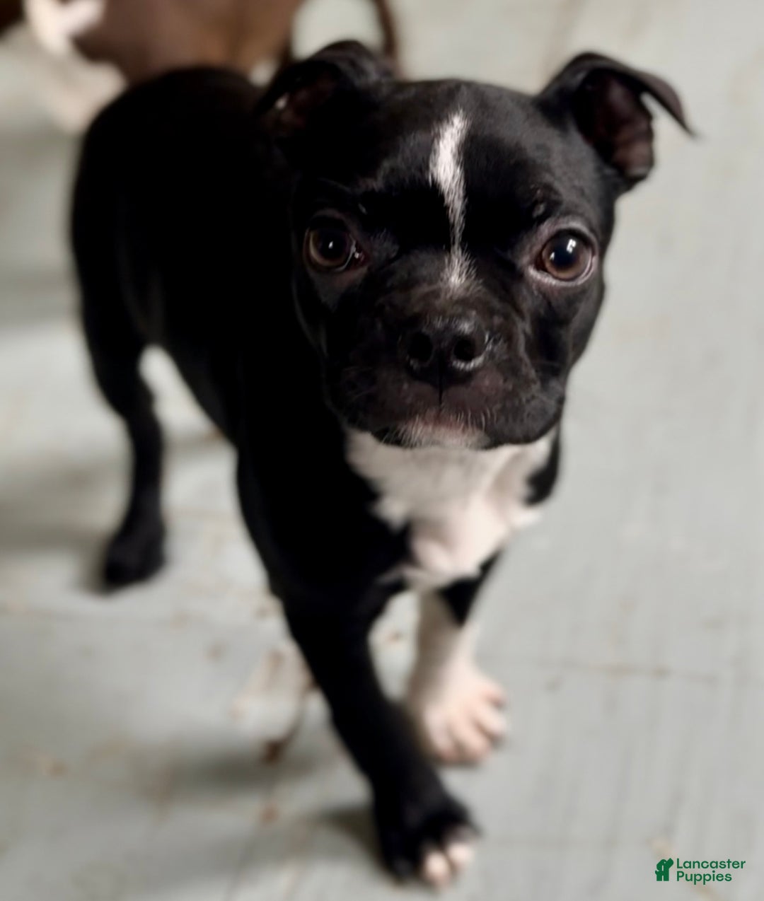 Boston Terrier dogs for sale: Baxter - Ad 3