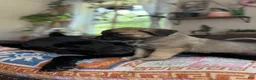 Mixed Breed dogs for sale: Rocky - Ad 7