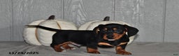 Miniature Dachshund dogs for sale: Cody - Ad 4