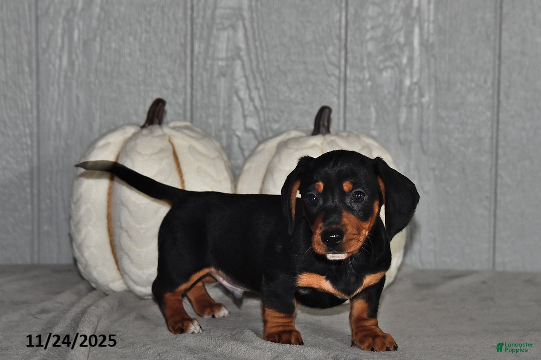 Miniature Dachshund dogs for sale: Cody - Ad 4