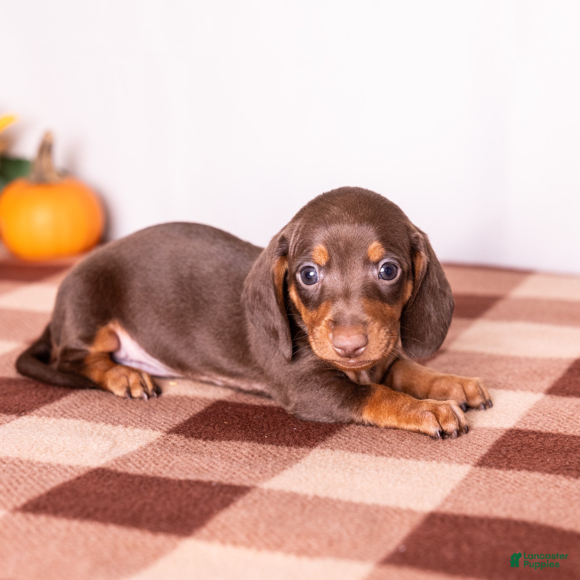 Miniature Dachshund dogs Liam - Ad 2
