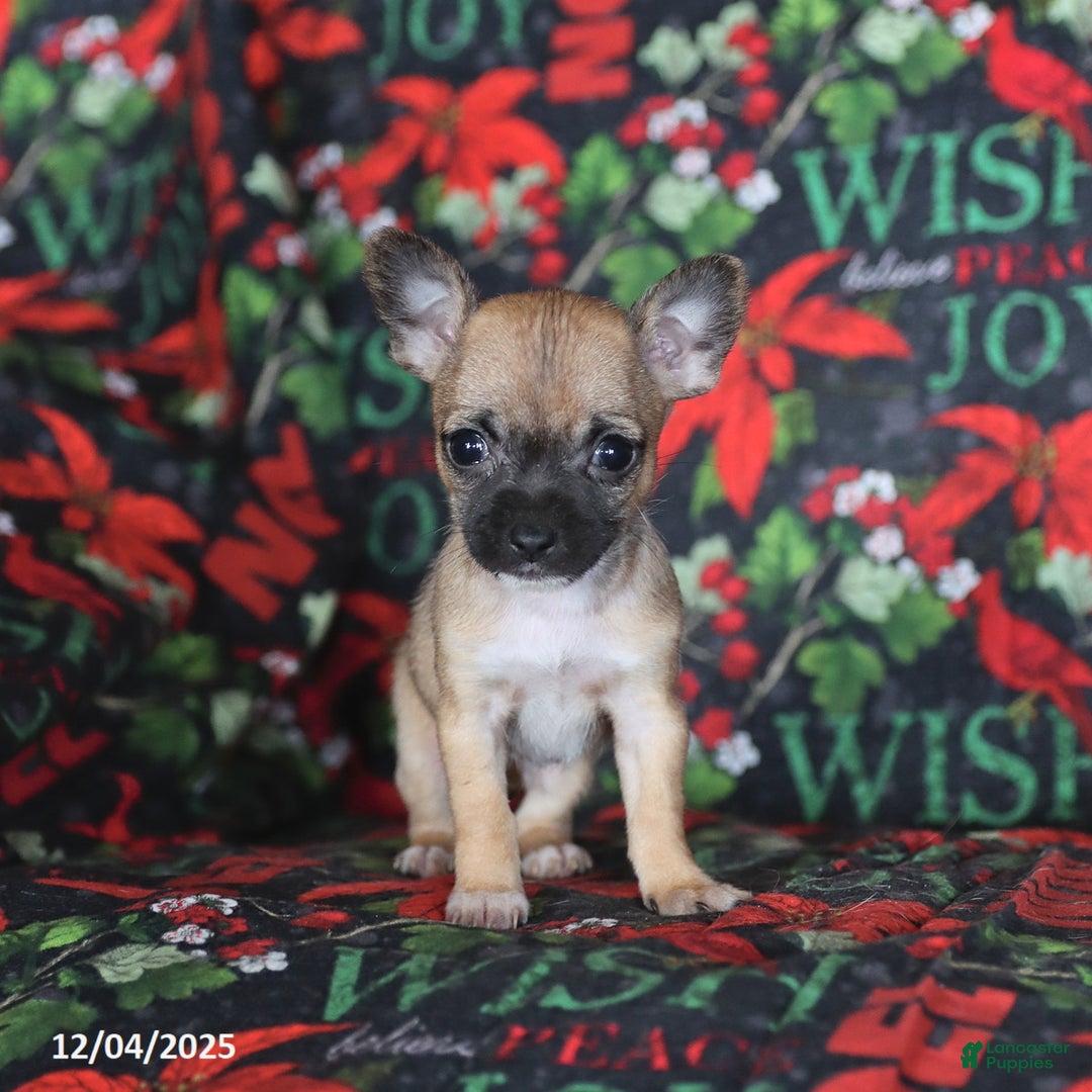 Chihuahua dogs for sale: Penelope - Ad 5