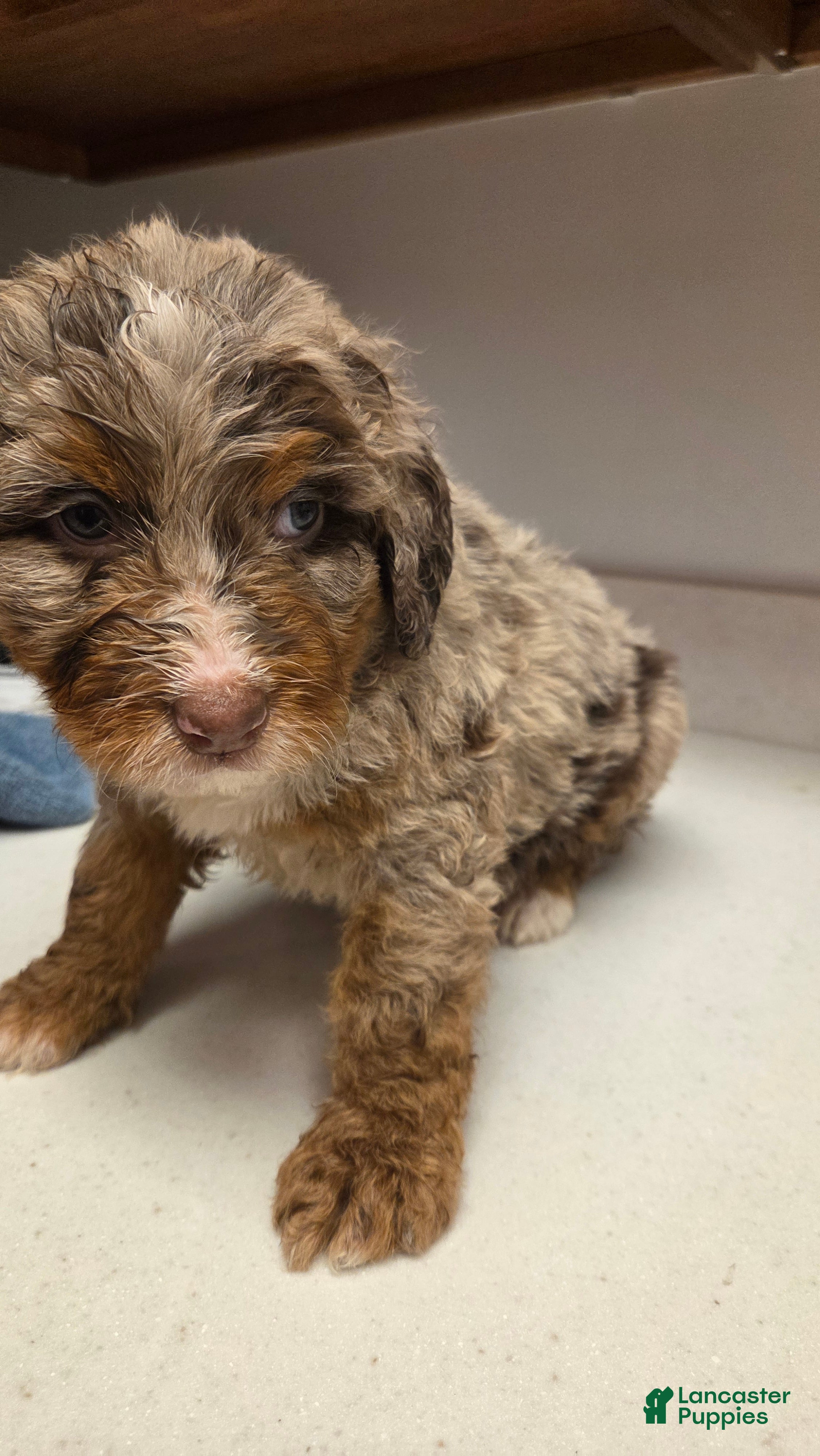 Bernedoodle dogs Bernedoodle Puppy 2 - Ad 8