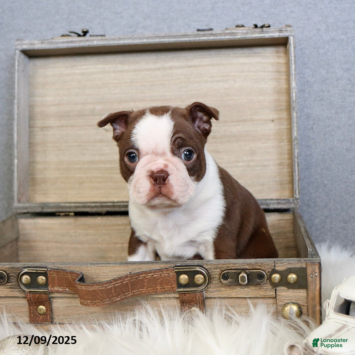 Boston Terrier dogs Peppermint - Ad 3