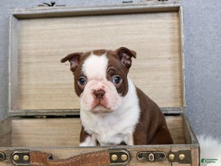 Boston Terrier dogs Peppermint - Ad 30