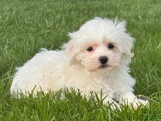 Mixed Breed dogs Harmony - Ad 10