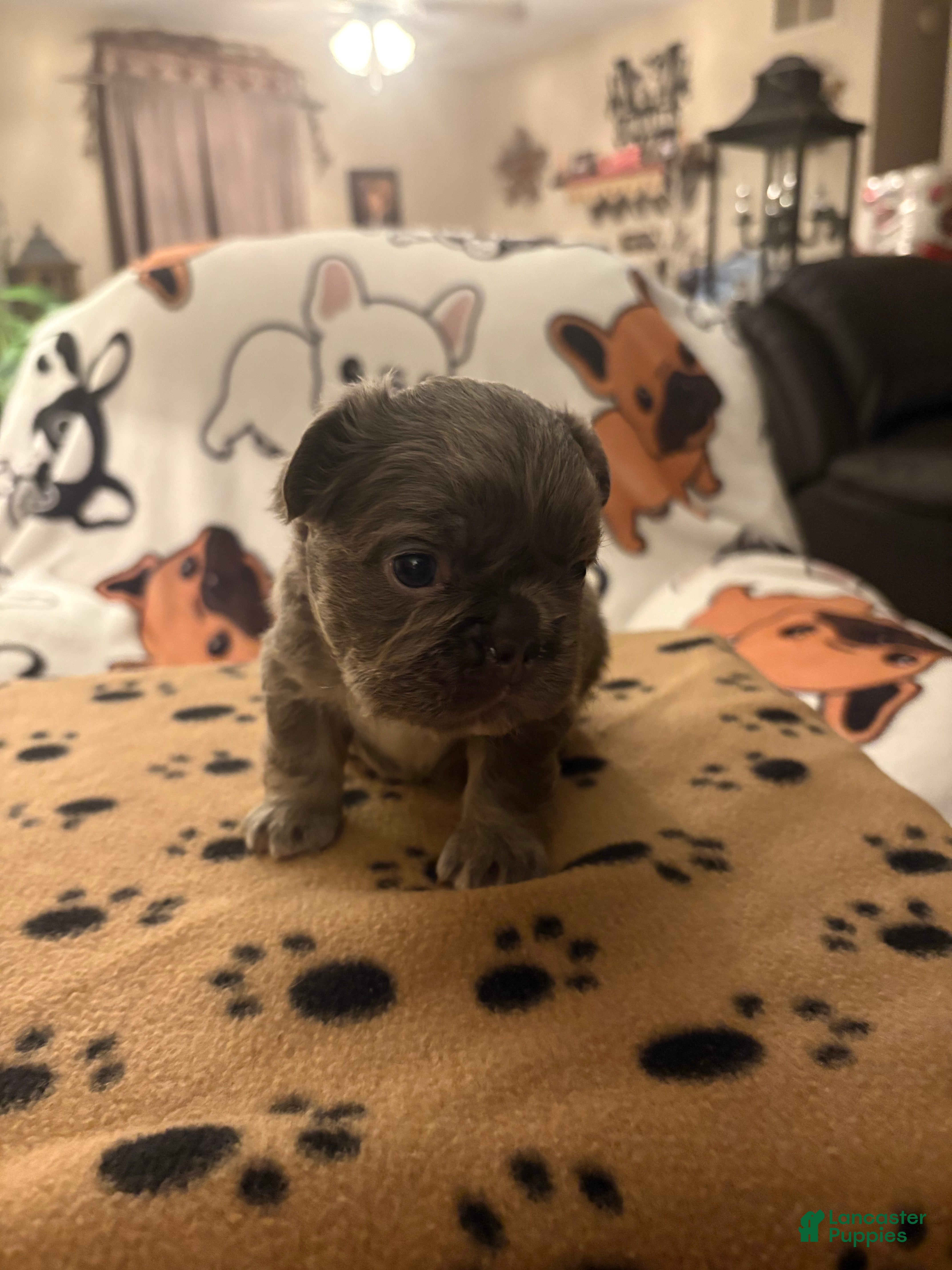 French Bulldog dogs French Bulldog Puppy 3 - Ad 2