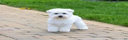 West Highland Terrier dogs for sale: Wren - Ad 3