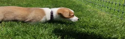 Welsh Corgi Pembroke dogs for sale: Willow  - Ad 9