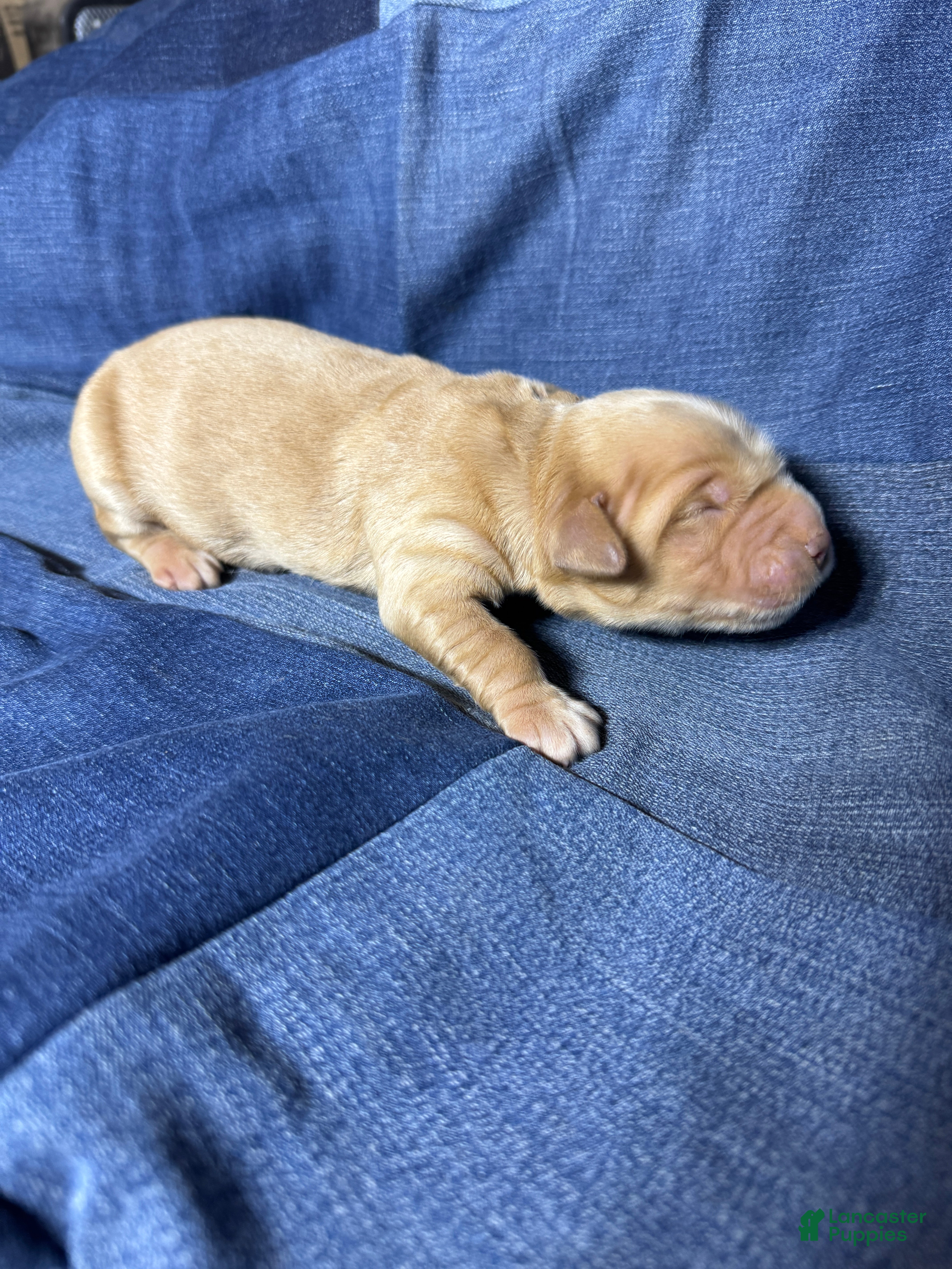 Golden Retriever dogs Leo - AKC, Genetically Clear - Ad 18