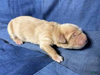 Golden Retriever dogs Leo - AKC, Genetically Clear - Ad 5