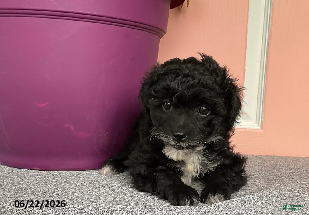 Mixed Breed dogs for sale: Lori - Ad 2