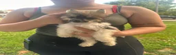 Chinese Crested dogs for sale: Striker  - Ad 8