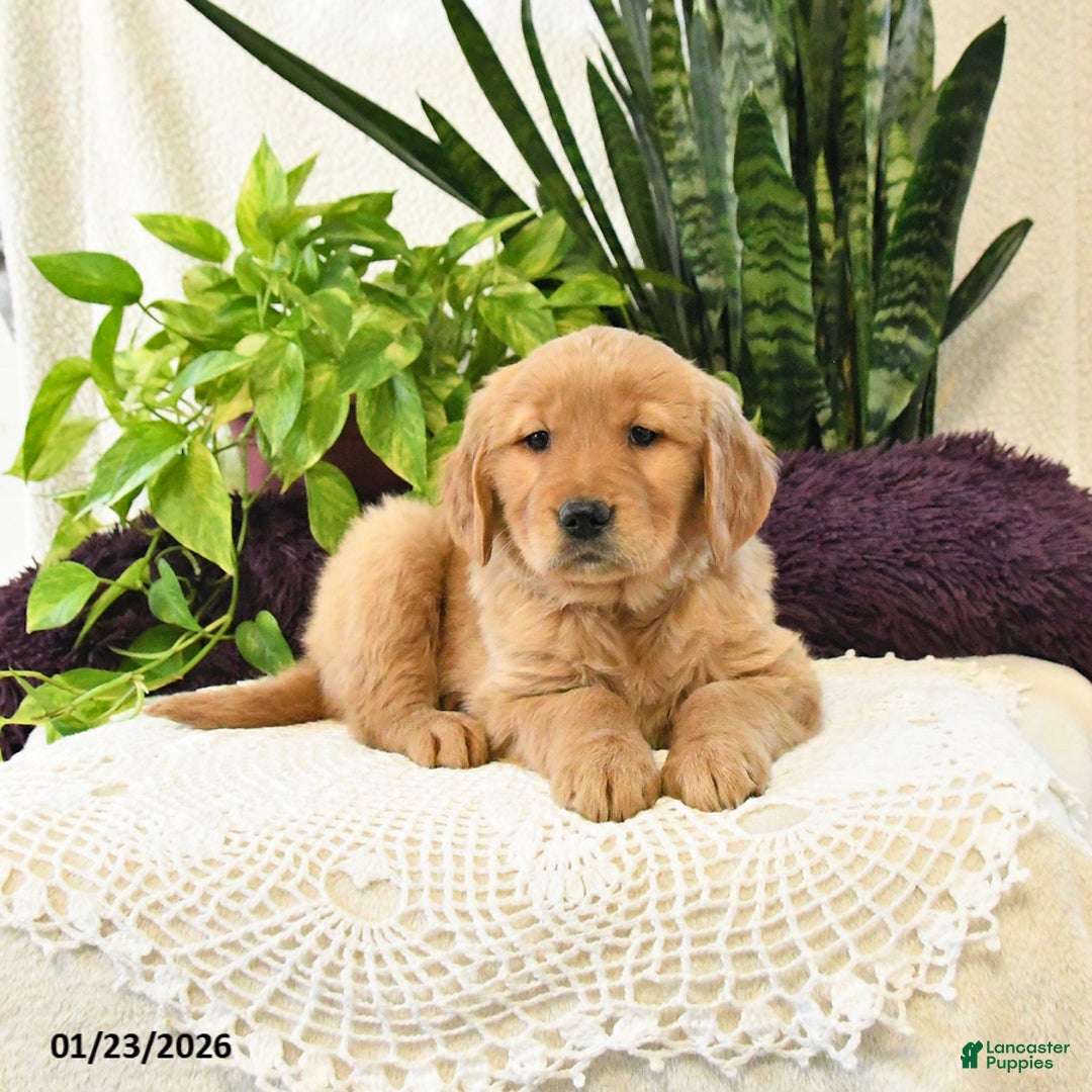 Golden Retriever dogs for sale: Lila  - Ad 2
