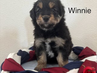 Mini Aussiedoodle dogs Winnie - Ad 30