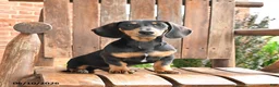 Dachshund dogs for sale: Hunter - Ad 5