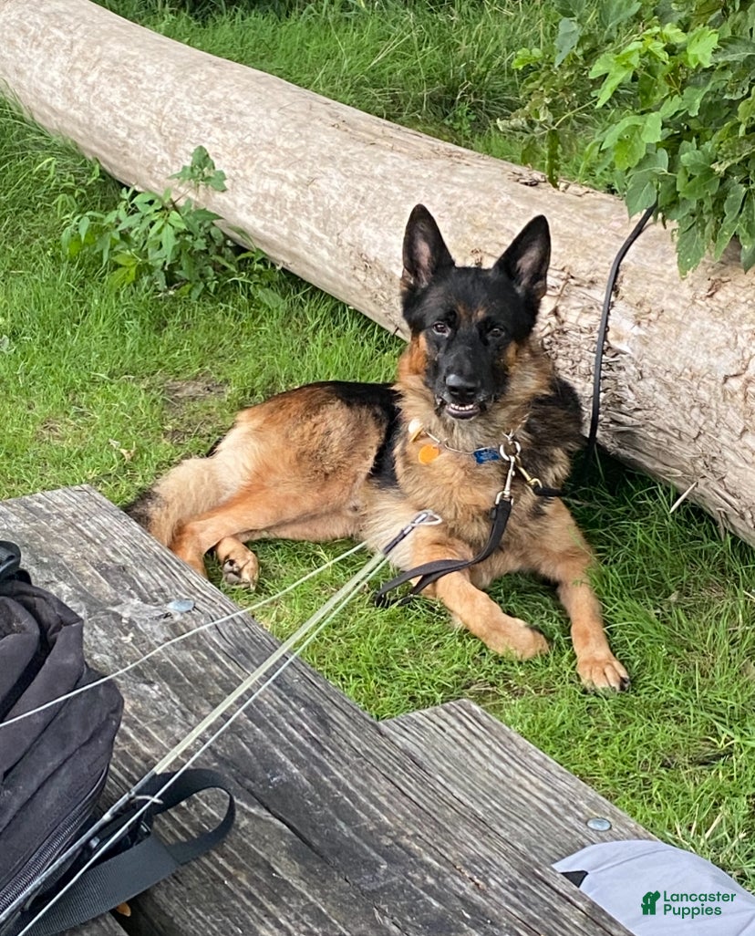 German Shepherd dogs German Shepherd Puppy 1 - Ad 2