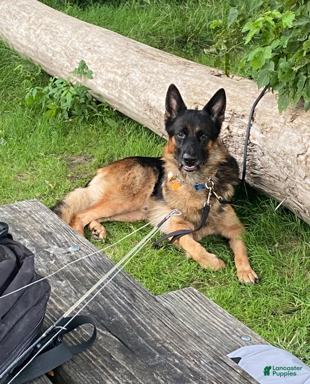 German Shepherd dogs for sale: German Shepherd Puppy 1 - Ad 2