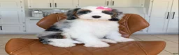 Mini Bernedoodle dogs for sale: Lola - Ad 3
