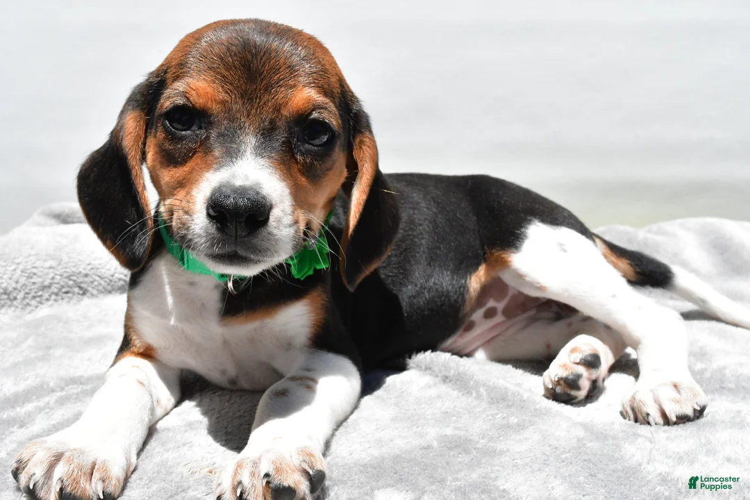 Beagle dogs for sale: Maddie - Ad 2