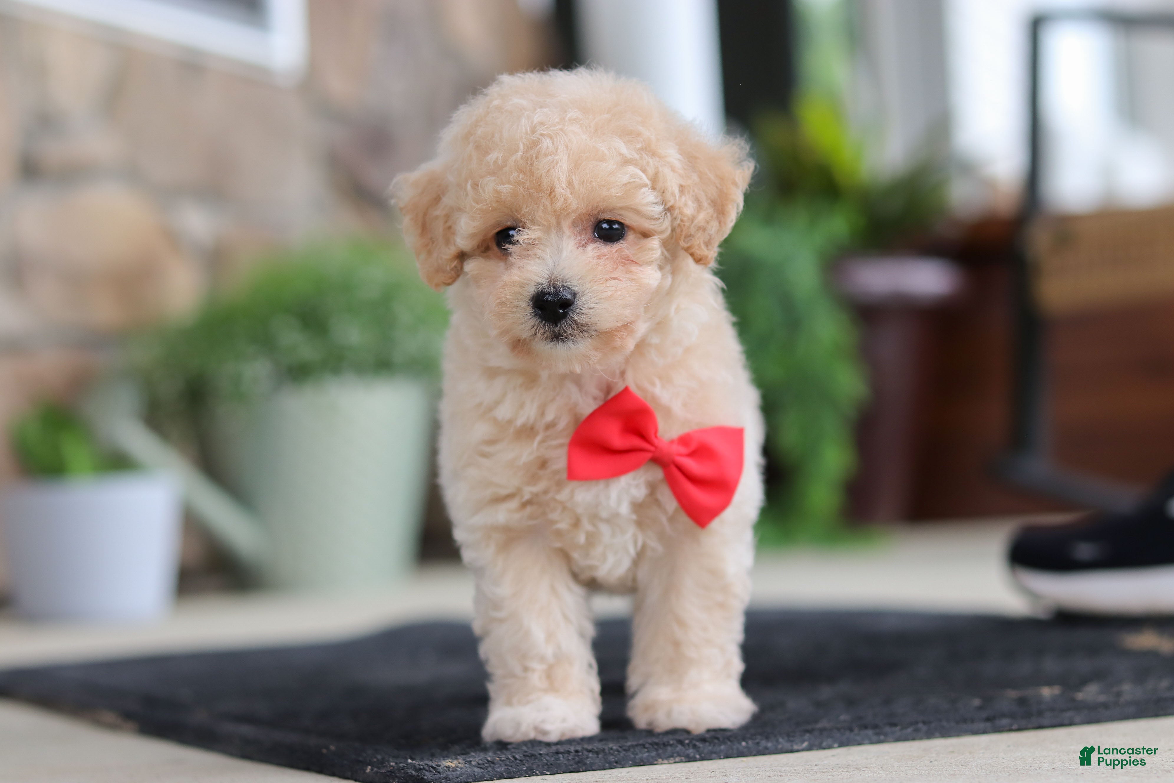 Maltipoo dogs Kolten - Ad 2