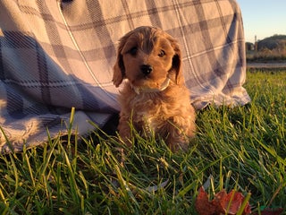 Cavapoo dogs - Ad 29