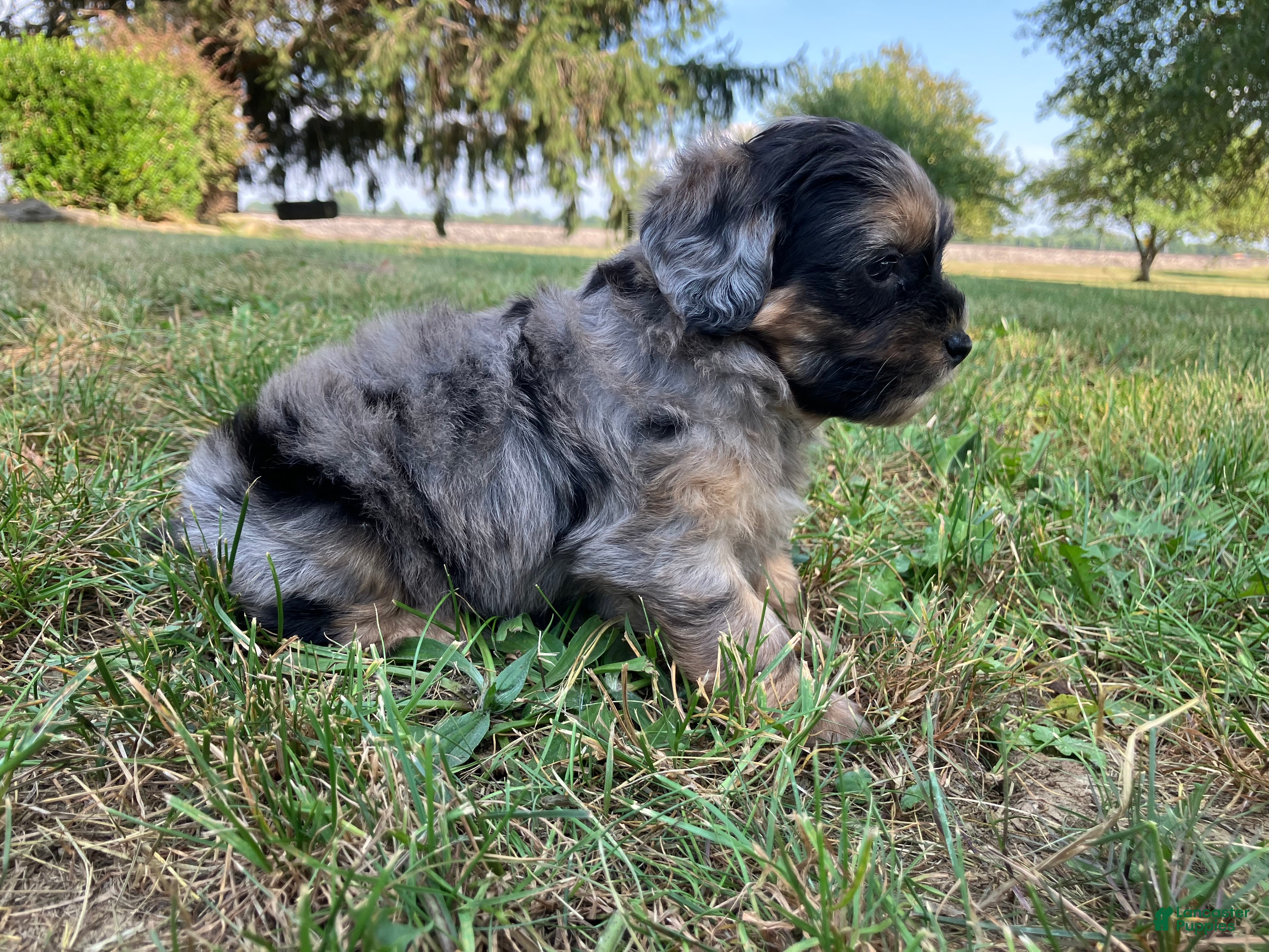 Shihpoo dogs Marshmallow  - Ad 1