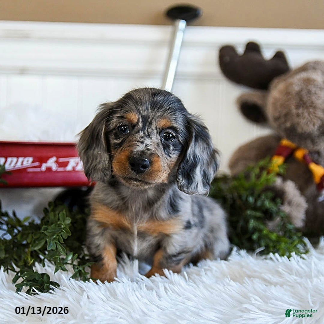 Miniature Dachshund dogs for sale: Max - Ad 3