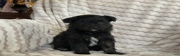 Pomapoo dogs for sale: Lonnie - Ad 7