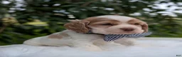 Cocker Spaniel dogs for sale: Dusty - Ad 6