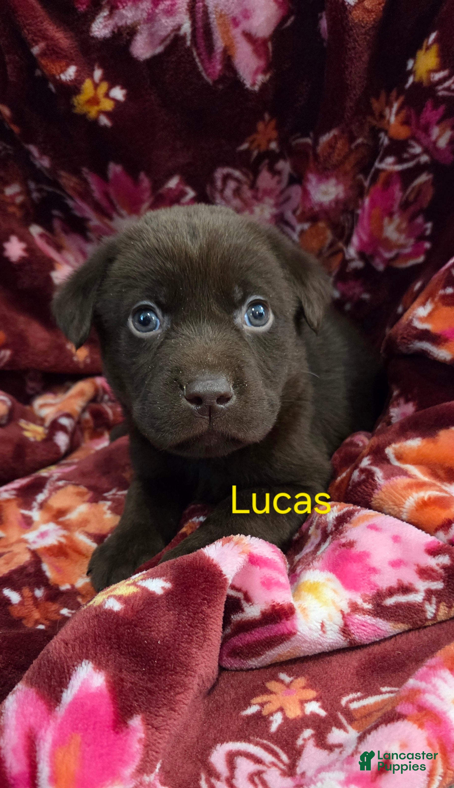 Labrador Retriever dogs Lucas - Ad 25
