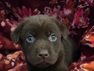 Labrador Retriever dogs Lucas - Ad 25