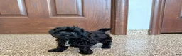 Havapoo dogs for sale: Havapoo Puppy 1 - Ad 8