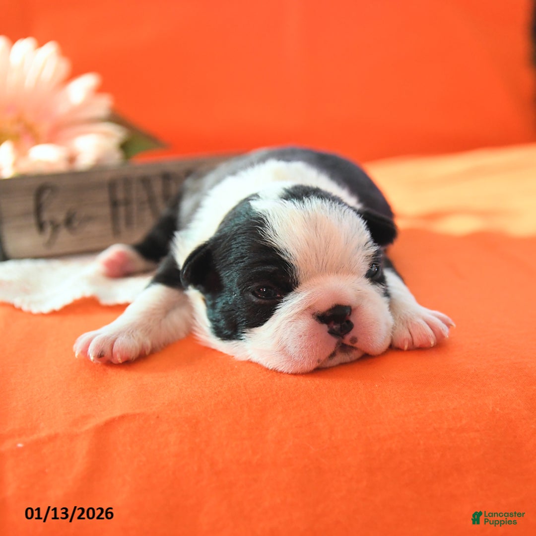 Boston Terrier dogs for sale: Rosie - Ad 4